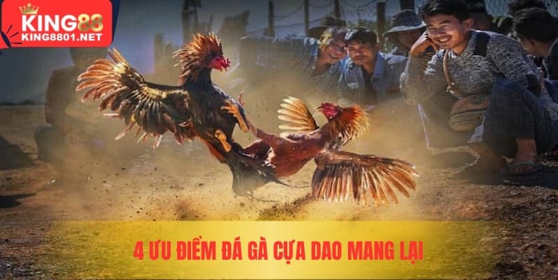 4 ưu điểm đá gà cựa dao mang lại 